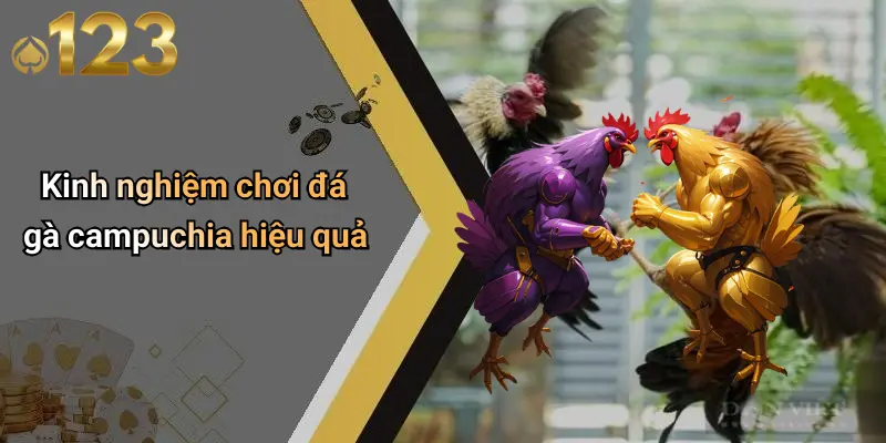 Đá Gà Campuchia: Đỉnh Cao Giải Trí Cá Cược Tại 123WIN 4 Kinh nghiệm chơi đá gà campuchia hiệu quả