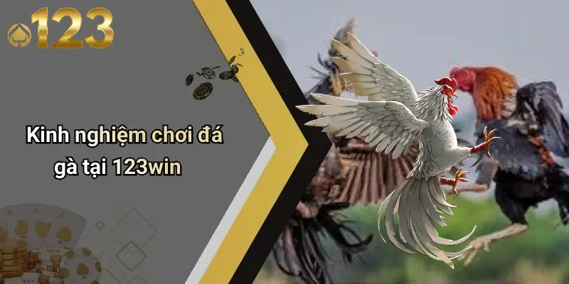 Đá Gà 123WIN 4 Kinh nghiệm chơi đá gà tại 123win